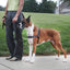 PetSafe Deluxe Easy Walk Steel Dog Harness Black/Steel LG