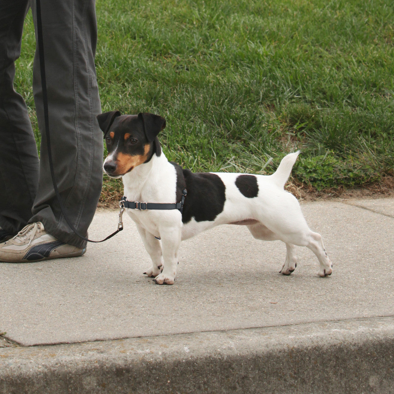 PetSafe Deluxe Easy Walk Steel Dog Harness Black/Steel SM