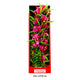 Aquatop Vibrant Passion Plant Rose 16 in 810074880206