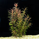 Rotala Magenta (Rotala macrandra 'Magenta') freshwater aquarium plant with narrow pink and magenta leaves