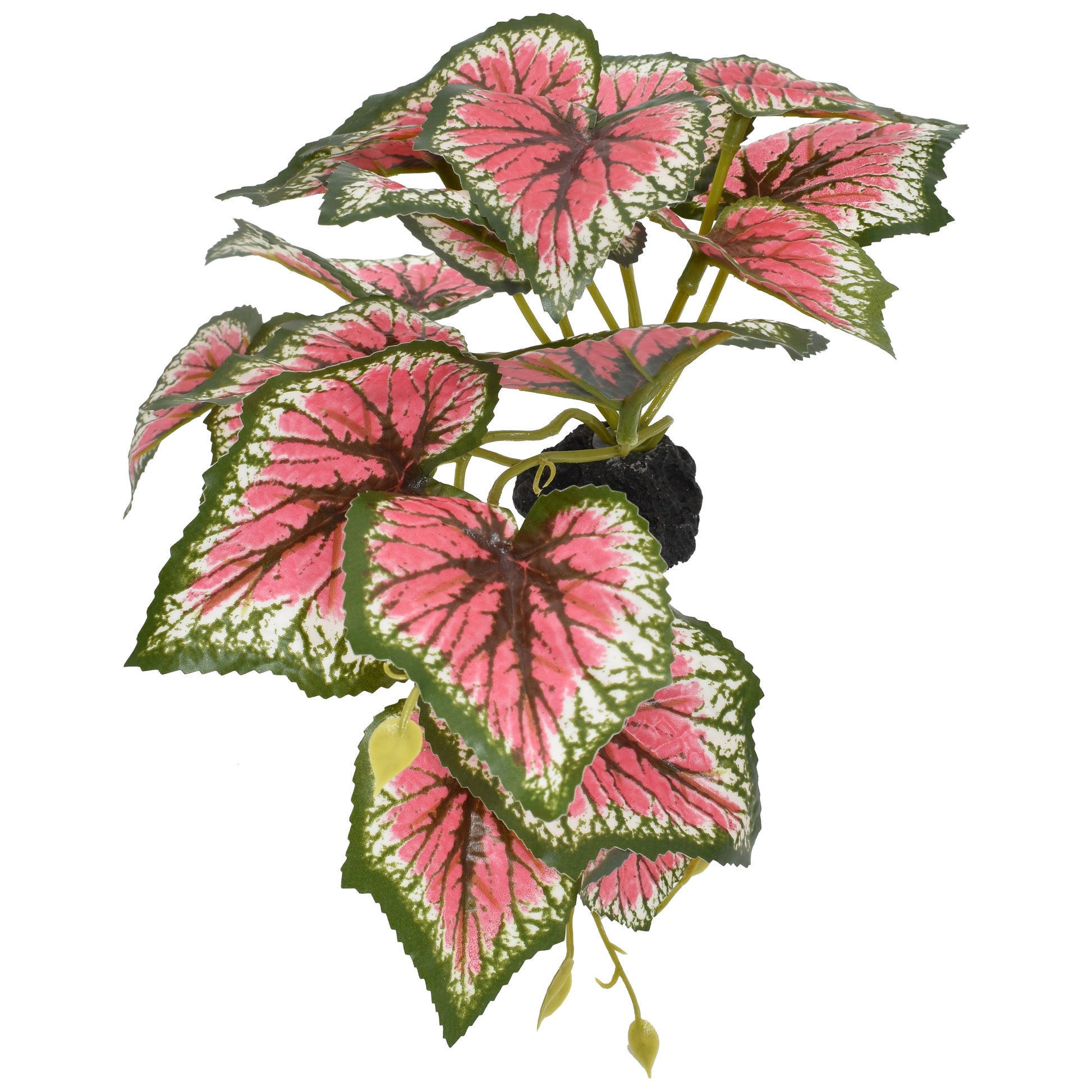 Komodo Standing Caladium Plant 5 in 784369933819