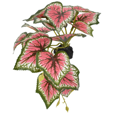Komodo Standing Caladium Plant 5 in 784369933819