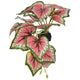 Komodo Standing Caladium Plant 5 in 784369933819