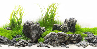 Seaview Double Sided Background Amazonia & Green Spike 12 Inches X 50 Feet - Aquarium