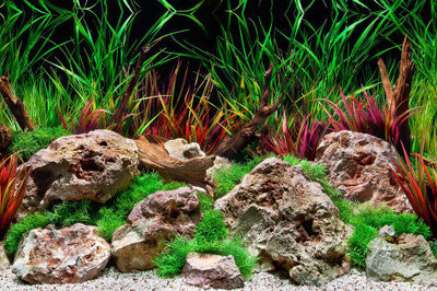 Seaview Double Sided Background Aquawild & Slateways 12 Inches X 50 Feet - Aquarium