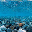 Seaview Double Sided Background River Rock & Sea of Green 12 Inches X 50 Feet