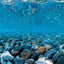 Seaview Double Sided Background River Rock & Sea of Green 12 Inches X 50 Feet - Aquarium