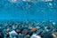 Seaview Double Sided Background River Rock & Sea of Green 12 Inches X 50 Feet - Aquarium