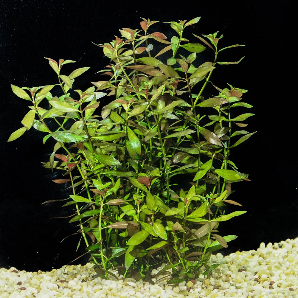 Live Super Red Ludwigia (Ludwigia palustris 'Super Red') freshwater aquarium plant with vibrant ruby-red leaves.