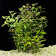 Live Super Red Ludwigia (Ludwigia palustris 'Super Red') freshwater aquarium plant with vibrant ruby-red leaves.