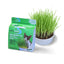 Van Ness Plastics Pureness Oat Garden Kit 4oz