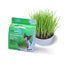 Van Ness Plastics Pureness Oat Garden Kit 4oz - Cat