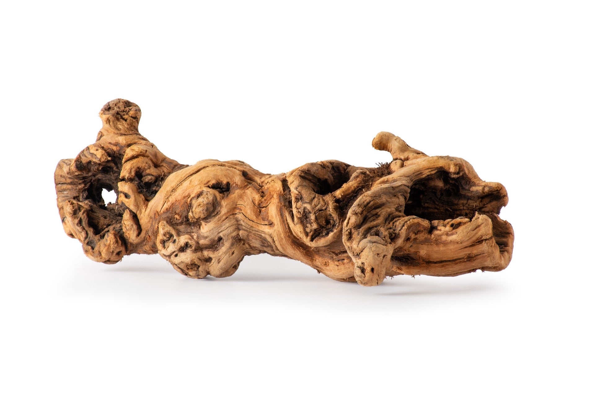 Galapagos Burro Wood Grapevine Hollow Branch Natural 19 - 24 in 759834055358