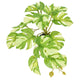 Komodo Standing Varigated Monstera Plant 5 in 784369933802