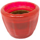 Starmark Starmark Dental Treat Cookie Cup Jar Dog Toy Small 873199004858