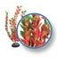 Weco Freshwater Pro Series Ludwigia Aquarium Plant Red 12 in