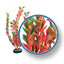 Weco Freshwater Pro Series Ludwigia Aquarium Plant Red 6 in