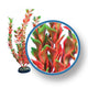 Weco Freshwater Pro Series Ludwigia Aquarium Plant Red 6