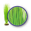 Weco Freshwater Series Asian Hairgrass Aquarium Plant Green 12 in