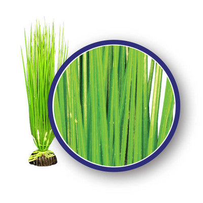 Weco Freshwater Series Asian Hairgrass Aquarium Plant Green 6