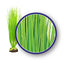 Weco Freshwater Series Asian Hairgrass Aquarium Plant Green 9