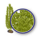 Weco Freshwater Series Foxtail Aquarium Plant Green 18