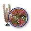 Weco Freshwater Series Foxtail Aquarium Plant Red 12