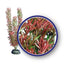 Weco Freshwater Series Foxtail Aquarium Plant Red 6 in (D)