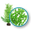 Weco Marine Pro Series Giant Halimeda Aquarium Plant Green 6