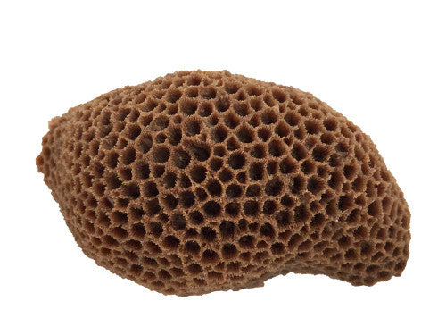 Weco South Pacific Coral Brain Ornament Brown MD - Aquarium