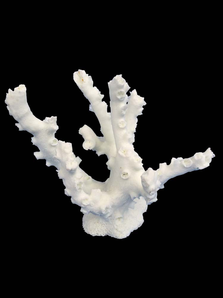 Weco South Pacific Coral Octopus Ornament White SM