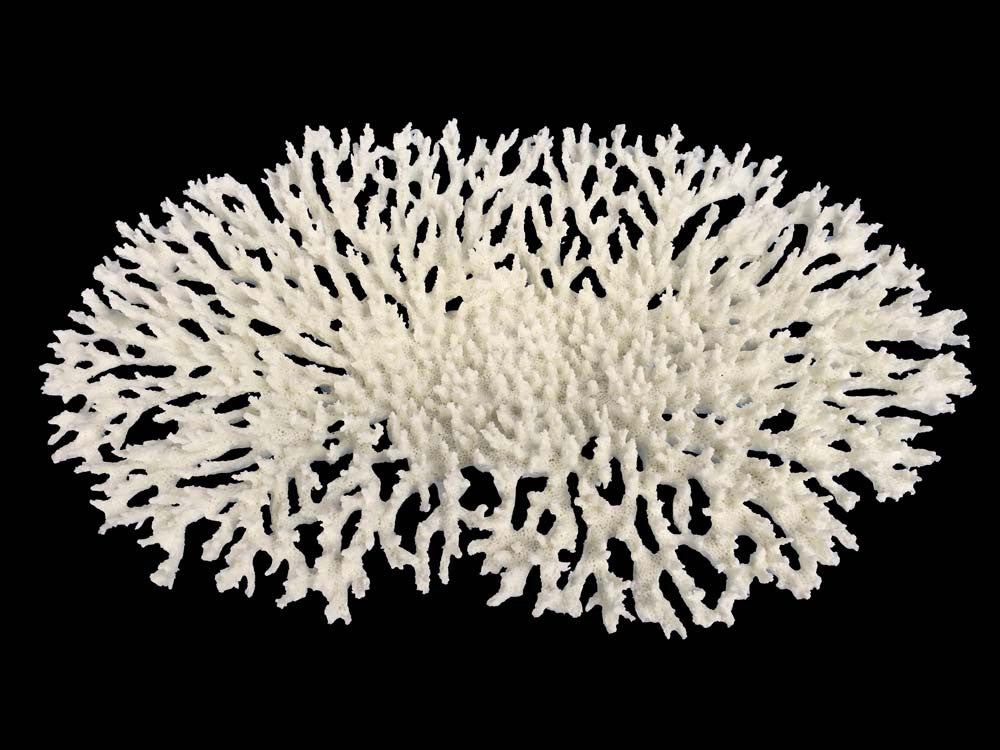 Weco South Pacific Coral Oval Tabletop Ornament White LG