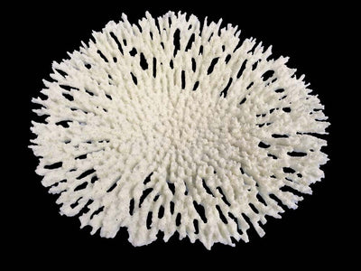 Weco South Pacific Coral Round Tabletop Ornament White LG