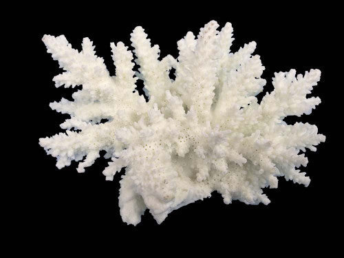 Weco South Pacific Coral Spiny Acorapora Ornament White SM - Aquarium