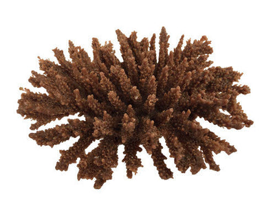 Weco South Pacific Coral Tabletop Ornament Brown SM - Aquarium