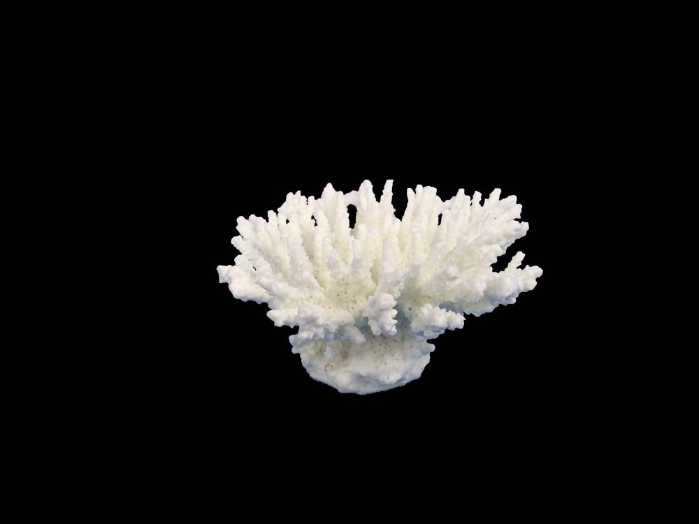 Weco South Pacific Coral Tabletop Ornament White XXS