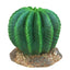 Weco Wecorama Badlands Golden Barrel Cactus Terrarium Ornament Brown Green 3 in - Reptile