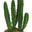 Weco Wecorama Badlands Zulu Cactus Terrarium Ornament Brown, Green Giant
