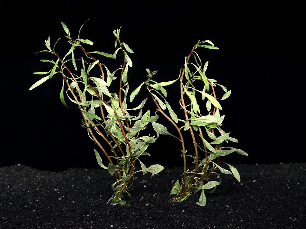 White Ludwigia freshwater aquarium plant with green leaves and creamy white variegated edges