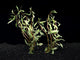 White Ludwigia freshwater aquarium plant with green leaves and creamy white variegated edges