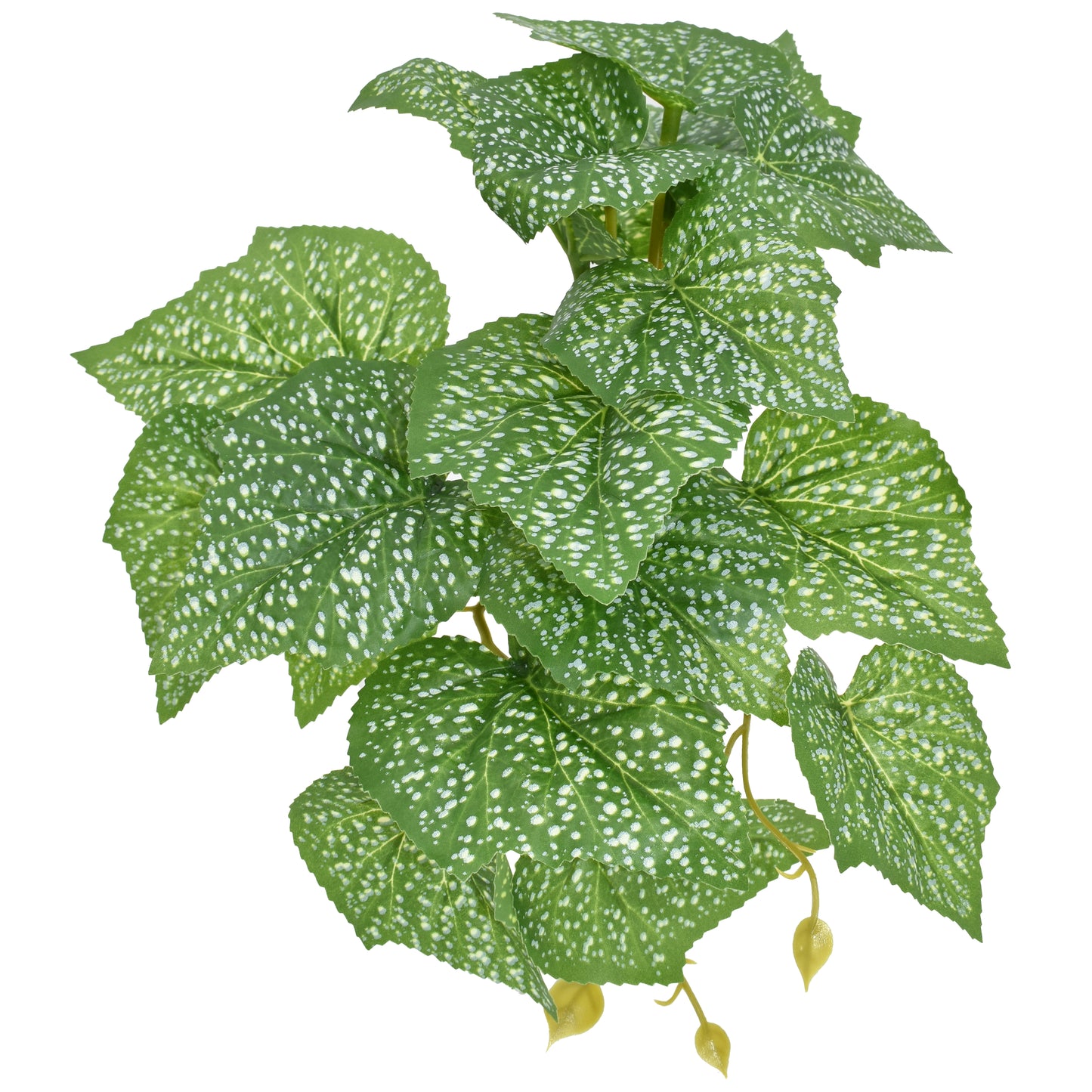 Komodo Standing Spotted Pothos Plant 5 in 784369933796
