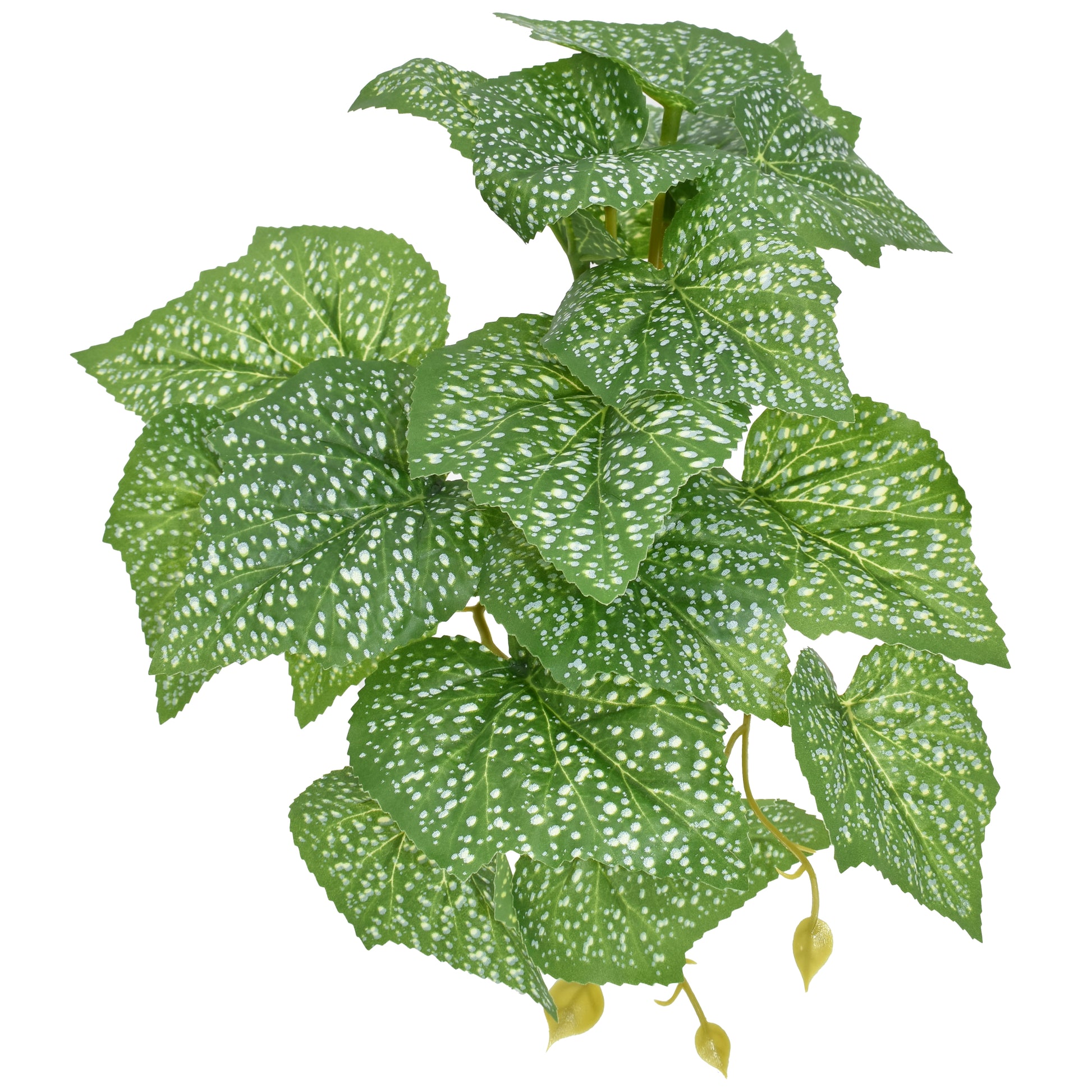 Komodo Standing Spotted Pothos Plant 5 in 784369933796