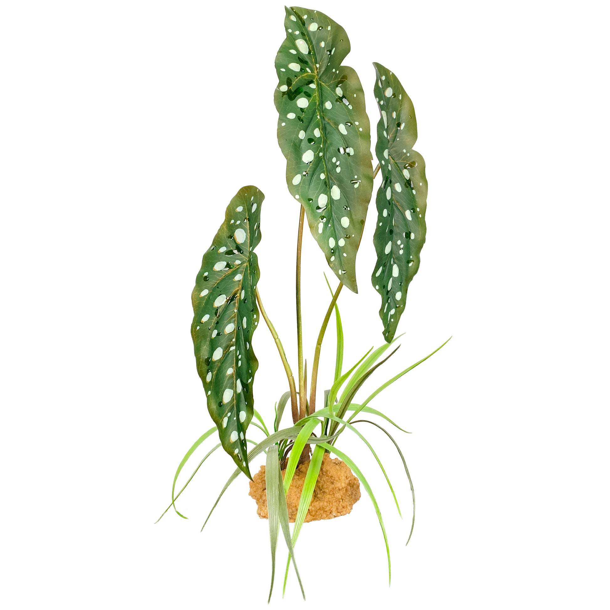 Komodo Standing Plant Spotted Begonia 18 in 784369933727