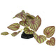 Komodo Standing Zebrina Plant 3.5 in, Small 784369933765