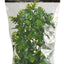 Zoo Med Natural Bush Amazonian Phyllo Plants Green 18in MD - Reptile