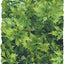 Zoo Med Natural Bush Australian Maple Plants Green 14in SM - Reptile