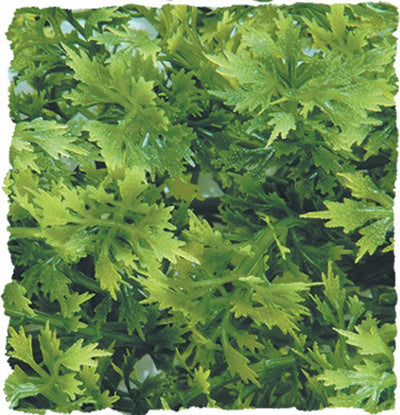 Zoo Med Natural Bush Australian Maple Plants Green 14in SM - Reptile