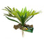 Zoo Med Naturalistic Flora Staghorn Fern Terrarium Plant Green Brown - Reptile